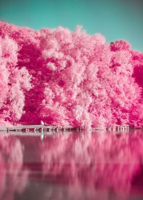 Spectacular Pink Riverbank