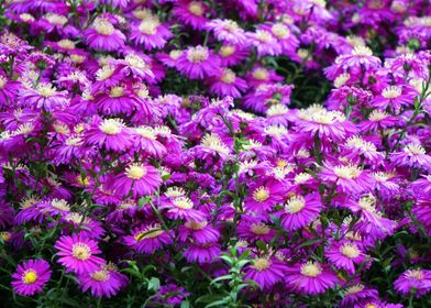 asters purple