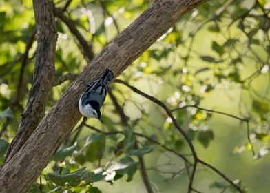 White breasted nuthatch