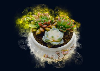 succulent smoke plant