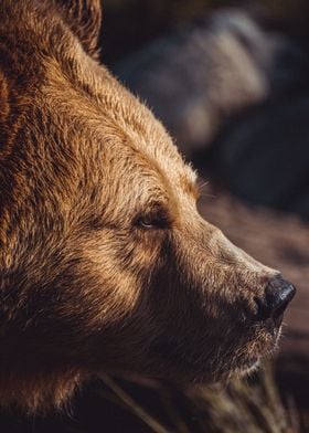 Face of a Black Bear