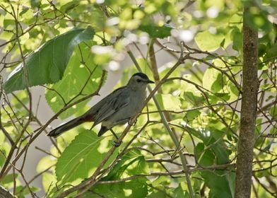 Gray catbird in tree