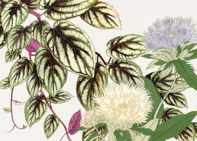 Vitis  stokesia