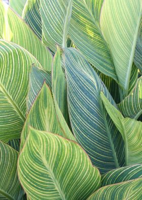  big leaves