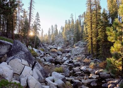 Giant Rocks and Pine Trees