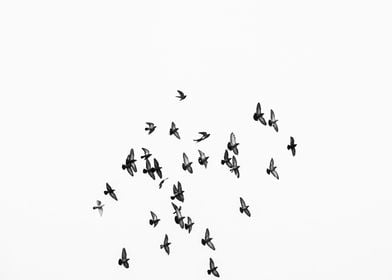 Silhouettes of doves