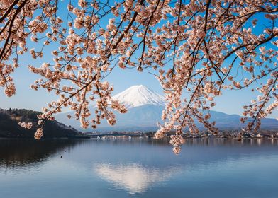 Sakura at Fuji Five Lakes