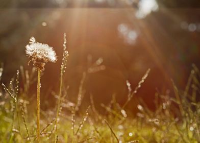 Dandelion landscape