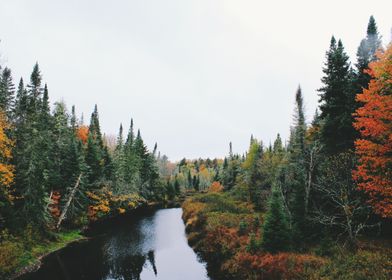 Calm River and Forest