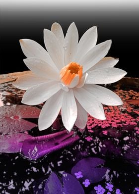 Water Lily in Night