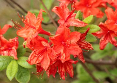 rhododendron