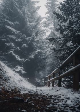 Winter Forest pathway