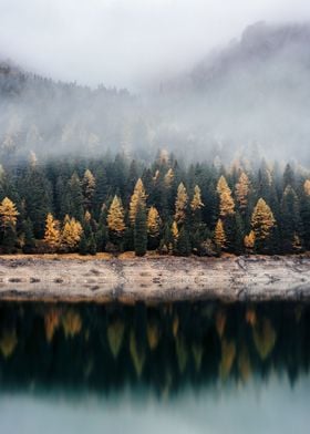 Forest Across a Lake