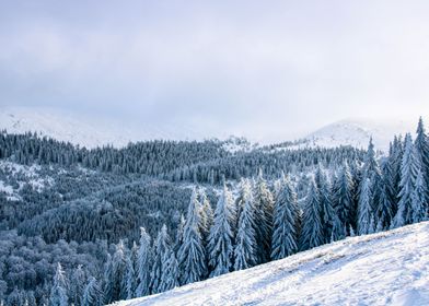 Winter Pine Trees