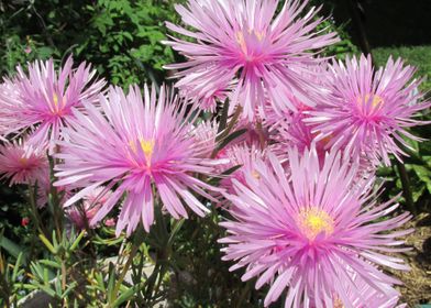 light pink flower