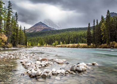 Thick Forest and River