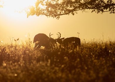 Two Deers and Sunset