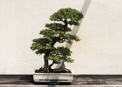 Bonsai on Display 