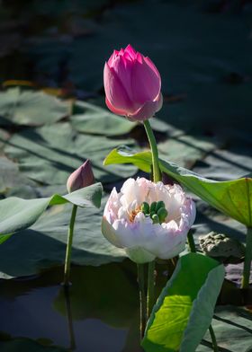 lotus with multiple petals