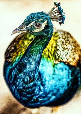 Peacock