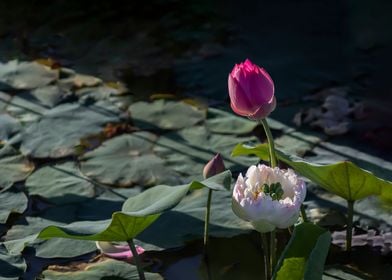 lotus with multiple petals