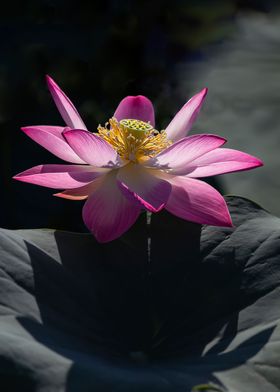 lotus