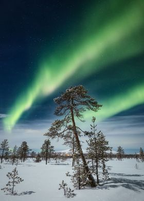 Moonlit Aurora Pine