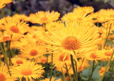 Yellow Daisies