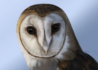 Owl Portrait