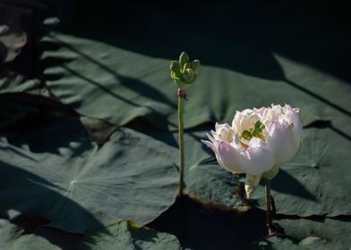 lotus with multiple petals