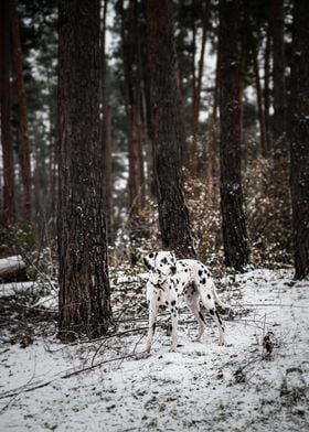 Dalmatian Dog in forest