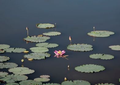 lotus