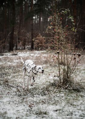 Dalmatian dog is running