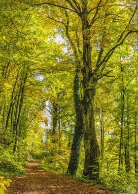 Small Trail in Forest