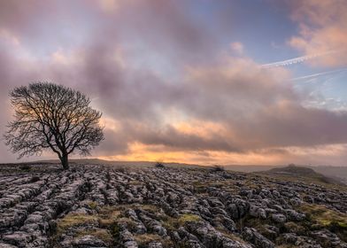 Tree Against Cloudy Sky