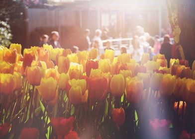 Orange Tulips