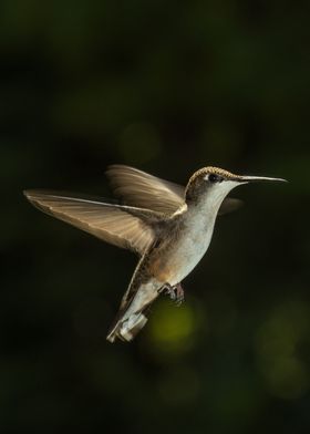 Flight of a hummingbird