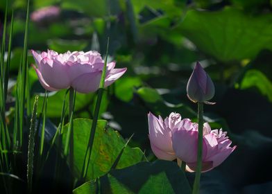 lotus with multiple petals