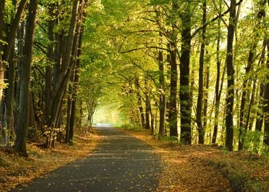 Autumn Forest Road