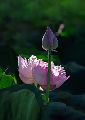 lotus with multiple petals