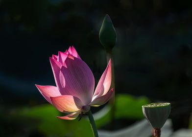 lotus