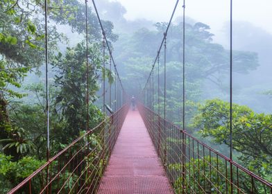 Bridge in the rainforest