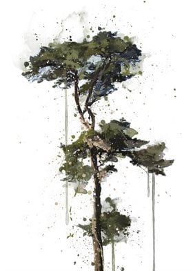 Scots Pine