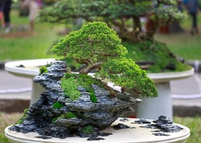 Rock Bonsai