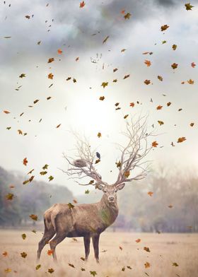 King deer of autumn forest