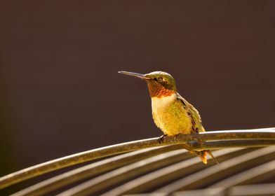 Hummingbird on a branch