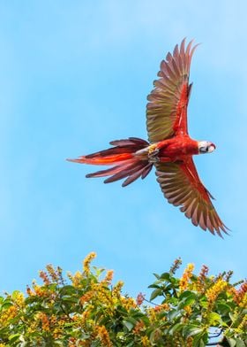 Scarlet macaw Costa Rica