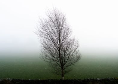 Misty Autumn Day