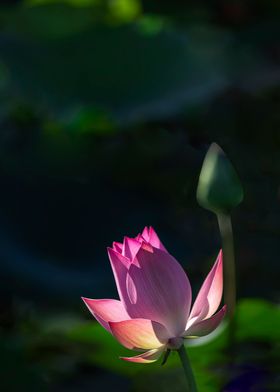 lotus