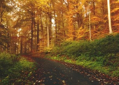 Autumn Forest Trail